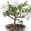 Brussels Bonsai Gardenia Ceramic Pot Outdoor Beginner-4