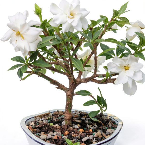 Brussels Bonsai Gardenia Ceramic Pot Outdoor Beginner-4