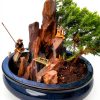 Indoor Bonsai jmbamboo Live Plant Ceramic Pot Training-2