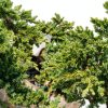 Brussels Bonsai Live Green Mound Juniper Outdoor Bonsai-2