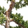 Brussels Bonsai Live Green Mound Juniper Outdoor Bonsai-1