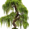 CZ Grain Bonsai Willow Fast Growing Indoor Plant Kit-0