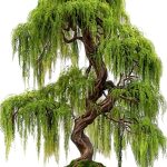 CZ Grain Bonsai Willow Fast Growing Indoor Plant Kit-0