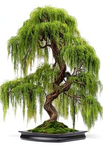 CZ Grain Bonsai Willow Fast Growing Indoor Plant Kit-0
