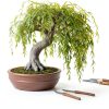 CZ Grain Bonsai Willow Fast Growing Indoor Plant Kit-1