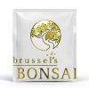 Brussels Bonsai Gardenia Ceramic Pot Outdoor Beginner-6