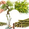 Willow Bamboo Bonsai CZ Grain Easy Grow Indoor Plant-3
