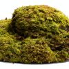 Indoor Bonsai GARDENS OY VEY Green Yellow Air Purification-4