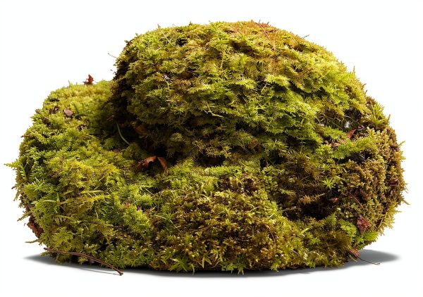 Indoor Bonsai GARDENS OY VEY Green Yellow Air Purification-4