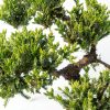 Brussels Bonsai Live Green Mound Juniper Outdoor Bonsai-3