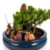 Indoor Bonsai jmbamboo Live Plant Ceramic Pot Training-0