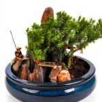 Indoor Bonsai jmbamboo Live Plant Ceramic Pot Training-0