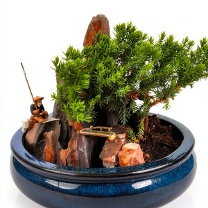 Indoor Bonsai jmbamboo Live Plant Ceramic Pot Training-0