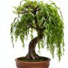 CZ Grain Bonsai Willow Fast Growing Indoor Plant Kit-2