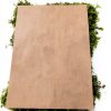 Indoor Bonsai GARDENS OY VEY Green Yellow Air Purification-6
