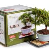 Juniper Bonsai Kit Brussel's Bonsai Beginner Friendly Blue-0