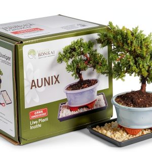 Juniper Bonsai Kit Brussel's Bonsai Beginner Friendly Blue-0