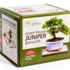 Juniper Bonsai Kit Brussel's Bonsai Beginner Friendly Blue-1