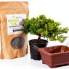 Brussels Bonsai Live Green Mound Juniper Outdoor Bonsai-0
