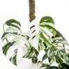 Philodendron Indoor Plant Easy Care Trailing Varieties-0