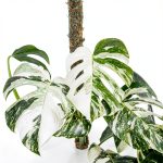 Philodendron Indoor Plant Easy Care Trailing Varieties-0