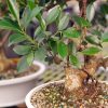 Brussels Bonsai Golden Gate Ficus Indoor Bonsai Tree-1