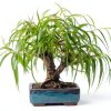 CZ Grain Bonsai Willow Fast Growing Indoor Plant-0