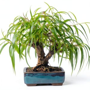 CZ Grain Bonsai Willow Fast Growing Indoor Plant-0