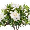 Brussels Bonsai Gardenia Ceramic Pot Outdoor Beginner-1