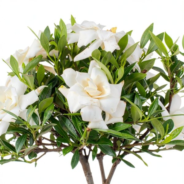 Brussels Bonsai Gardenia Ceramic Pot Outdoor Beginner-1