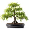Willow Bamboo Bonsai CZ Grain Easy Grow Indoor Plant-0