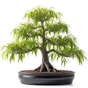 Willow Bamboo Bonsai CZ Grain Easy Grow Indoor Plant-0
