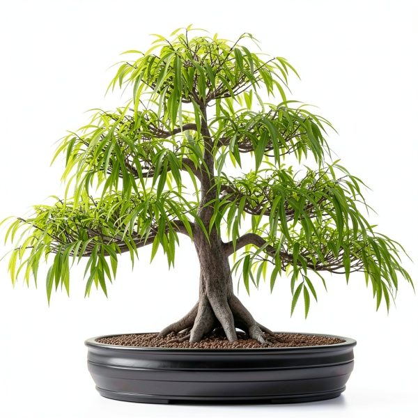 Willow Bamboo Bonsai CZ Grain Easy Grow Indoor Plant-0