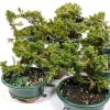 Brussels Bonsai Live Green Mound Juniper Outdoor Bonsai-4