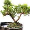 Green Mound Juniper Bonsai Brussel's Bonsai Zen Pot Outdoor-3