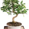 Brussels Bonsai Golden Gate Ficus Indoor Bonsai Tree-0