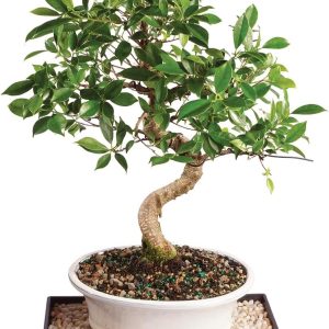 Brussels Bonsai Golden Gate Ficus Indoor Bonsai Tree-0