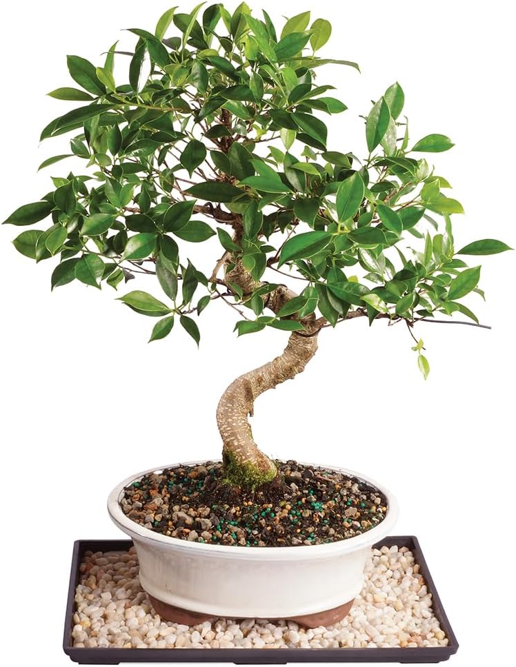 Golden Gate Ficus Bonsai in a ceramic pot on a table