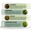 CZ Grain Bonsai Willow Fast Growing Indoor Plant Kit-4