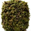 Indoor Bonsai GARDENS OY VEY Green Yellow Air Purification-1