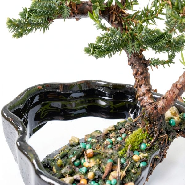 Green Mound Juniper Bonsai Brussel's Bonsai Zen Pot Outdoor-2