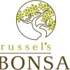 Brussels Bonsai Golden Gate Ficus Indoor Bonsai Tree-6