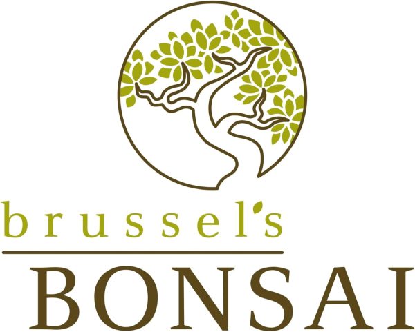 Brussels Bonsai Golden Gate Ficus Indoor Bonsai Tree-6