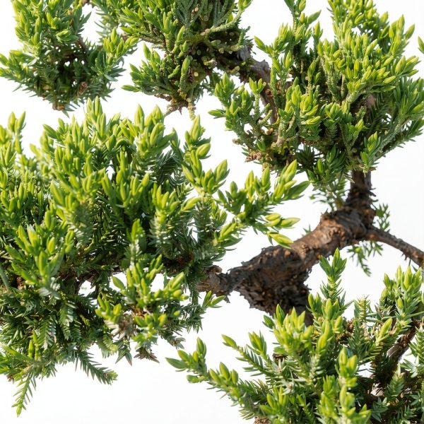 Green Mound Juniper Bonsai Brussel's Bonsai Zen Pot Outdoor-4