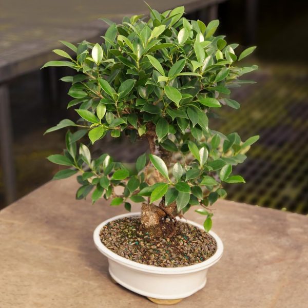 Brussels Bonsai Golden Gate Ficus Indoor Bonsai Tree-3