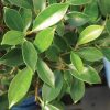 Brussels Bonsai Golden Gate Ficus Indoor Bonsai Tree-4