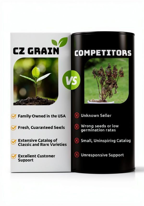 CZ Grain Bonsai Willow Fast Growing Indoor Plant Kit-7