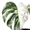 Philodendron Indoor Plant Easy Care Trailing Varieties-5