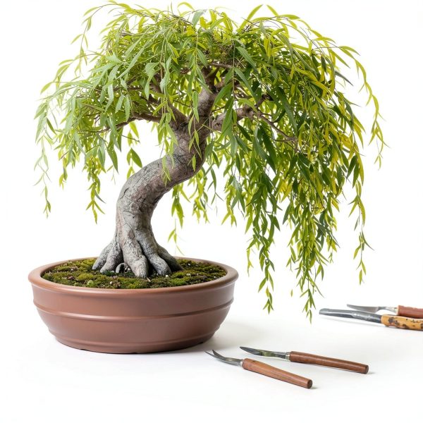 Willow Bamboo Bonsai CZ Grain Easy Grow Indoor Plant-1