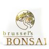 Brussels Bonsai Live Green Mound Juniper Outdoor Bonsai-6